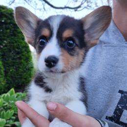 Ash - Black and tan male Pembroke Welsh Corgi puppy in Sidney, Ohio from Cozy Corgi Ranch