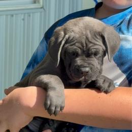 Purple Collar grey boy - Gray male Cane Corso puppy in Nashville, Tennessee from Worldwide Kennels
