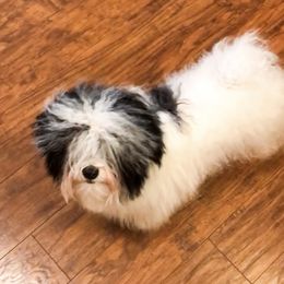 Aoife - Havanese