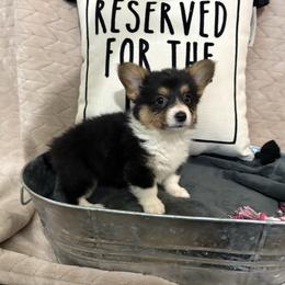 Full fluffy Ezra - Black and tan female American Corgi puppy in Decatur, Texas from Bar S Corgis