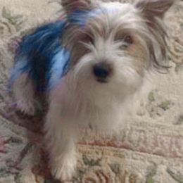 Jasper - Yorkshire Terrier