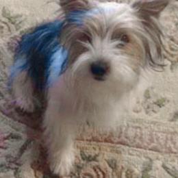 Jasper - Yorkshire Terrier