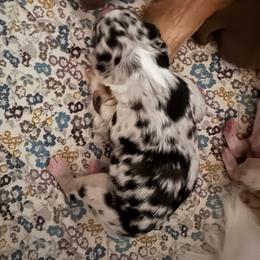 Bones - Blue merle male Australian Shepherd puppy in Wrightstown, New Jersey from Hartzland Farm Australian Shepherds