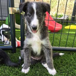 5K - Seal male Silken Windhound puppy in Hanna, Oklahoma from Daybreak Silken Windhounds
