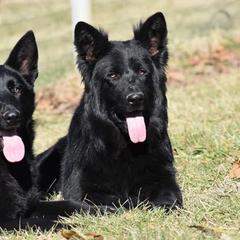 American Bulldogs and German Shepherds from Vom Oma Haus Kennels