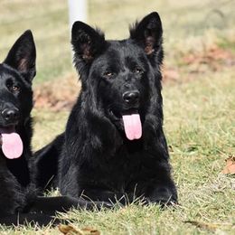 American Bulldogs and German Shepherds from Vom Oma Haus Kennels