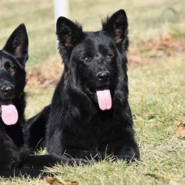 American Bulldogs and German Shepherds from Vom Oma Haus Kennels