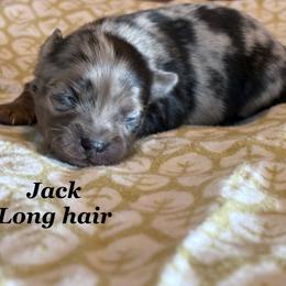 Jack - Merle male Chihuahua puppy in Beckemeyer, Illinois from Guardian’s of the Chihuahuas