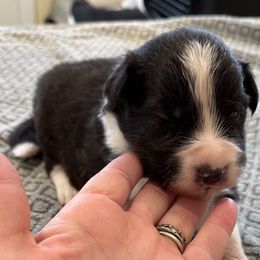 Boy 4 - Border Collie puppy in Barnstead, New Hampshire from Pettigrew's Border Collies