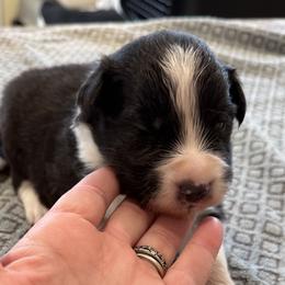 Boy 4 - Border Collie puppy in Barnstead, New Hampshire from Pettigrew's Border Collies