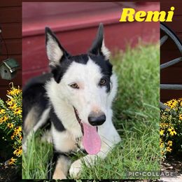 Remi - Border Collie