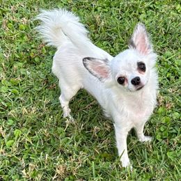 Peeps - Chihuahua