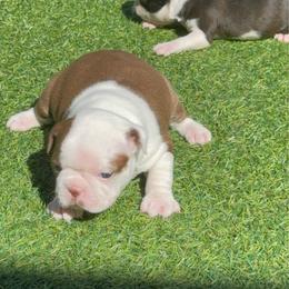 Red girl mostly white face - Red female Boston Terrier puppy in Madera Acres, California from Muggin Bostons Terriers and Mini Dachshund