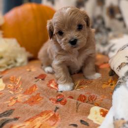 Hazel - Cafe au lait female Maltipoo puppy in Boston, Kentucky from MountCarmelPuppies