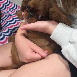 Charisma's sweet wine and sunshine - Red female English Toy Spaniel puppy in Glenwood City, Wisconsin from NyaStar