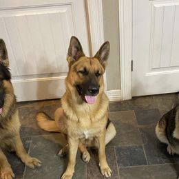 German Shepherds from Cedar Creek Kennel