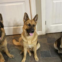 German Shepherds from Cedar Creek Kennel