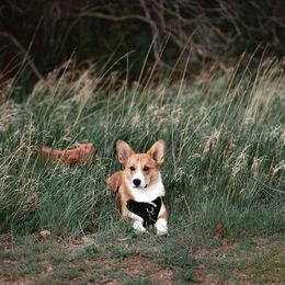 Pembroke Welsh Corgi Puppies from Episode Corgis