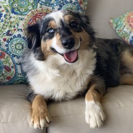 Xena - Miniature Australian Shepherd
