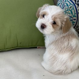 Sandy - White Havanese puppy in North Carolina from Guys & Dolls of La Brisa Havanese
