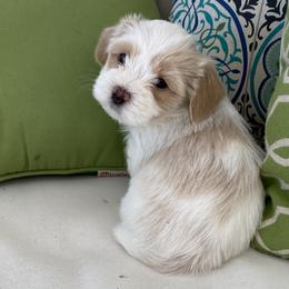 Sandy - White Havanese puppy in North Carolina from Guys & Dolls of La Brisa Havanese