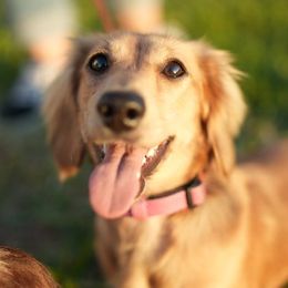 Olive - Dachshund