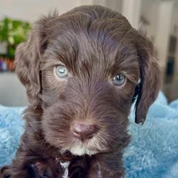 Red collar solid chocolate girl - Chocolate female Goldendoodle puppy in Peoria, Arizona from Az Doodle Mom