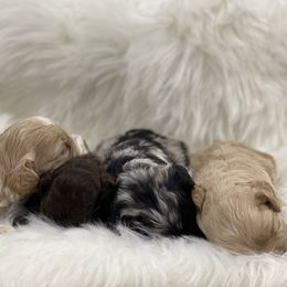 Cockapoo and Poodle Puppies from Nikol Nik