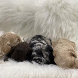 Cockapoo and Poodle Puppies from Nikol Nik