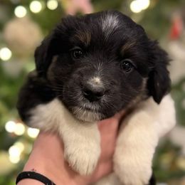 Comet - Black tri female Miniature Australian Shepherd puppy in Clarksville, Tennessee from Southern Oak Pups