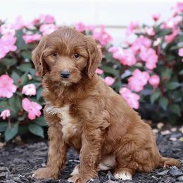 Ace - Red  male Goldendoodle puppy in North Franklin, Connecticut from Lynn's Goldens