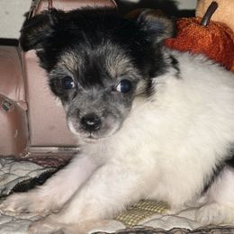 Lila - Black and white female Chinese Crested puppy in New Haven, West Virginia from EverCrest