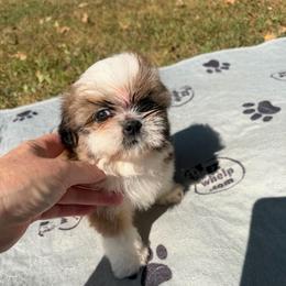 Boy 1 - Gold and white male Shih Tzu puppy in Boonville, Indiana from M&J Country Kennels