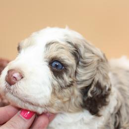 Smokey - Merle male Bernedoodle puppy in Scottsville, Kentucky from Barren River Bernedoodles and Poodles