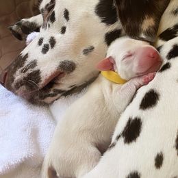 Dalmatian Puppies from Whispered Spots Dalmatians