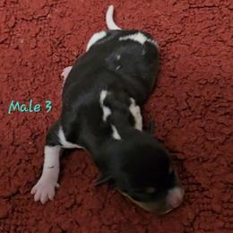 Boy 4 - White black and tan male Rat Terrier puppy in Divide, Colorado from Outlaw Farm and Kennel