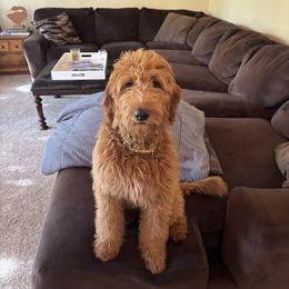 Ariel - Goldendoodle