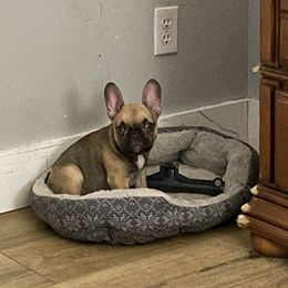 French Bulldog Puppies from Boise French Bulldogs
