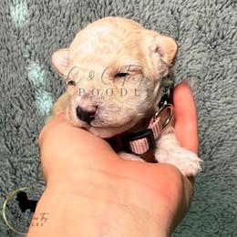 Pearl - Cream female Poodle puppy in Austin, Texas from C & C Texas Toy Poodles