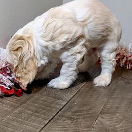 Cocker Spaniel Puppies from HoneyCoop’s