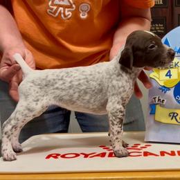 Snow White - Liver and white female German Shorthaired Pointer puppy in North Branch, Minnesota from Chrishelle Farm