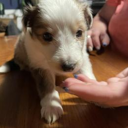 Lacie- Girl 2 - Sable merle and white female Shetland Sheepdog puppy in Kaycee, Wyoming from Heavenly Shelties