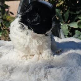Chester - Black and white male Shih Tzu puppy in Tucson, Arizona from Dollface Shih Tzu