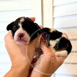 Jesse - Purple - Brown and white female Bernedoodle puppy in Rockwall, Texas from Glory Doodles