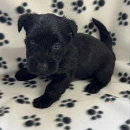 Girl 4 - Black female Scottish Terrier puppy in Scurry, Texas from Starlight Scotties of Texas