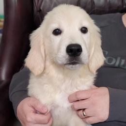 Lavender Collar - Light golden female Golden Retriever puppy in Sandy, Utah from Golden Meadows of Utah