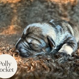 Polly Pocket - Salt and pepper female Miniature Schnauzer puppy in Folkston, Georgia from Poplar Creek Miniature Schnauzers