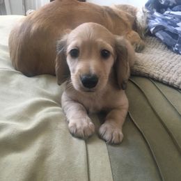 Dachshund Puppies from Western Slope English Cream Dachshund