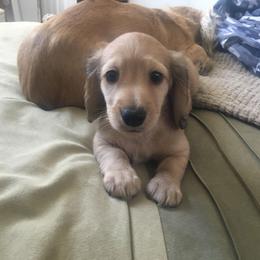 Dachshund Puppies from Western Slope English Cream Dachshund