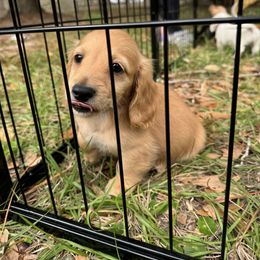 Chihuahua and Dachshund Puppies from Little Pawz, LLC